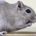 What Do Gerbils Eat? What Do Gerbils Eat?