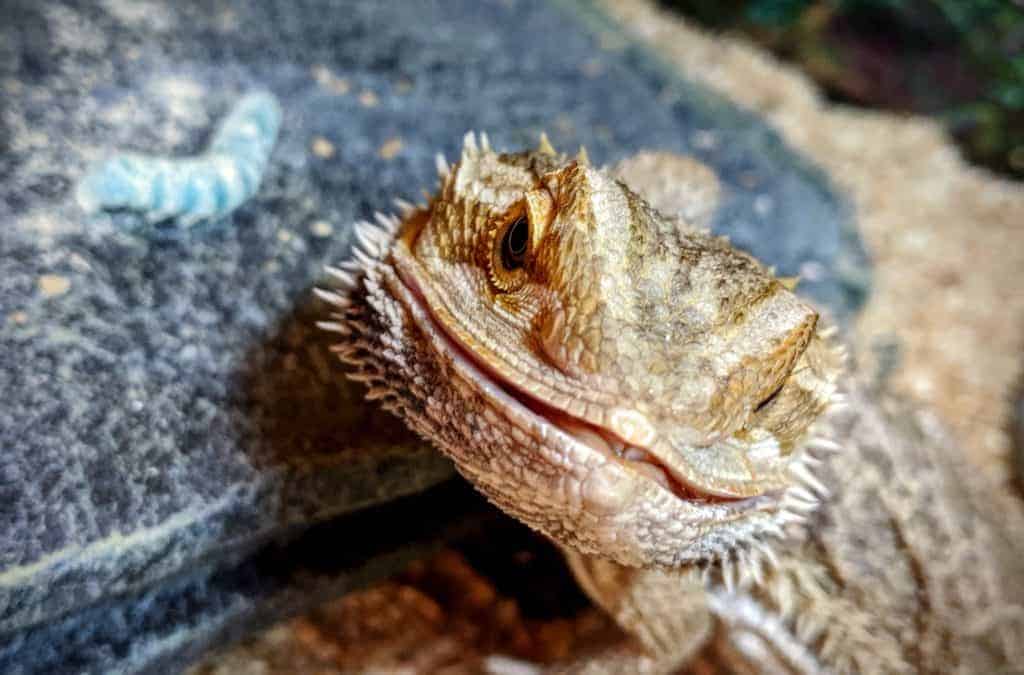 Green Worms For Bearded Dragons
