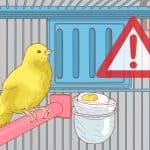 What Do Canary Birds Eat?