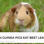 How Long Can a Guinea Pig Live Without Food?