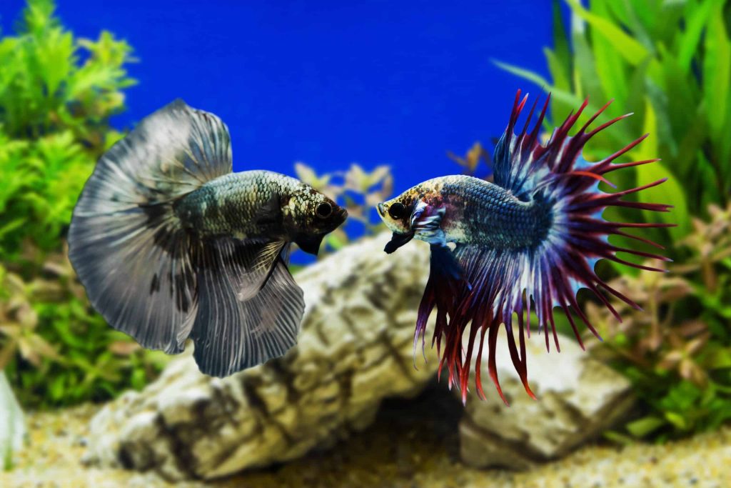 How Much Daphnia to Feed Betta Pet Food Guide