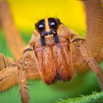 What Do House Spiders Eat?