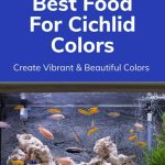 Best Food to Feed Shrimp