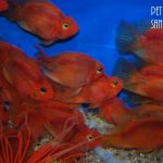 Can Goldfish Eat Tropical Flakes?