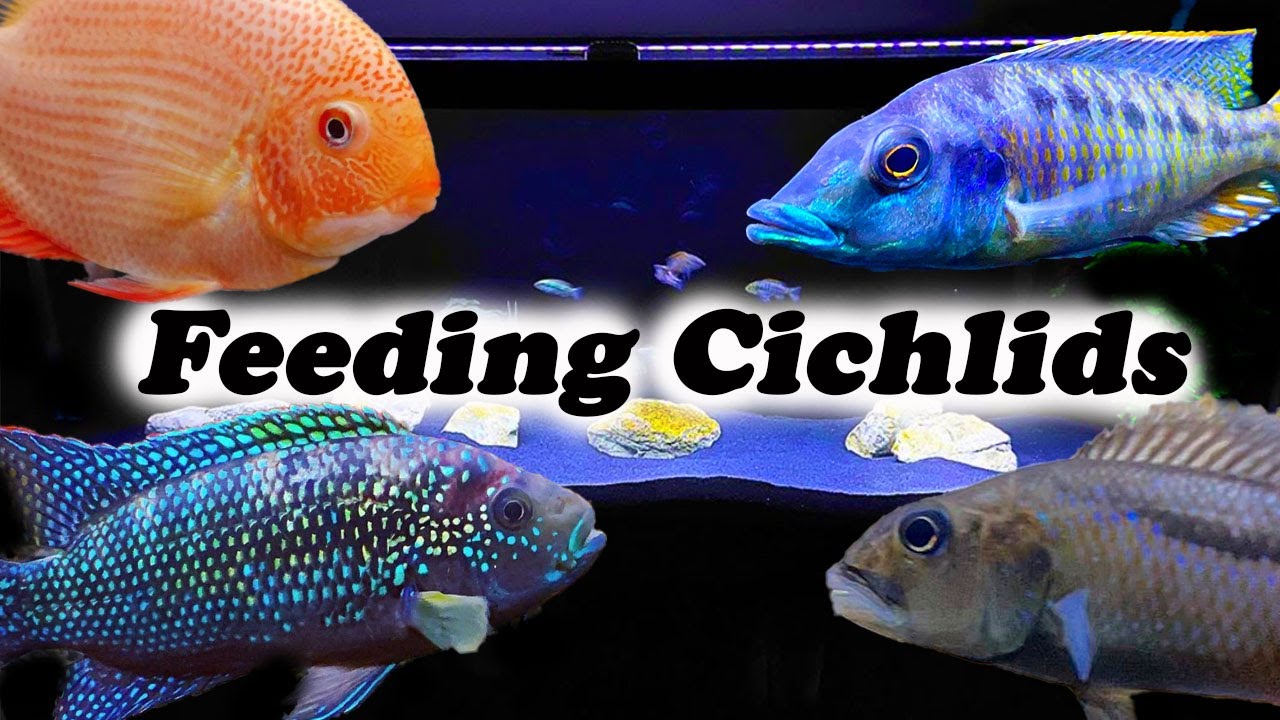 Picture of Feeding Intervals For Homemade Cichlid Food - Pet Food Guide