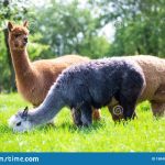 Let Your Bearded Dragon Eat Crickets