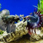 What Do Glass Shrimp Eat?