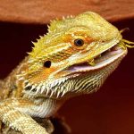 Best Juvenile Bearded Dragon Foods