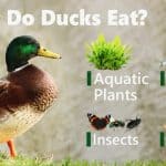 The Best Dog Treats For Small Dogs