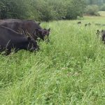 The Best Hay For Dairy Cows