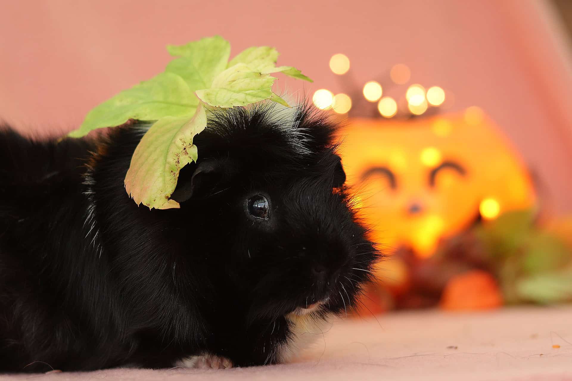 What Can Guinea Pigs Eat? Pet Food Guide