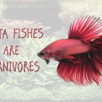 What Fish Eat - Tropical Flakes For Fish What Fish Eat - Tropical Flakes For Fish
