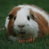 Brown and white guinea pig eating a carrot