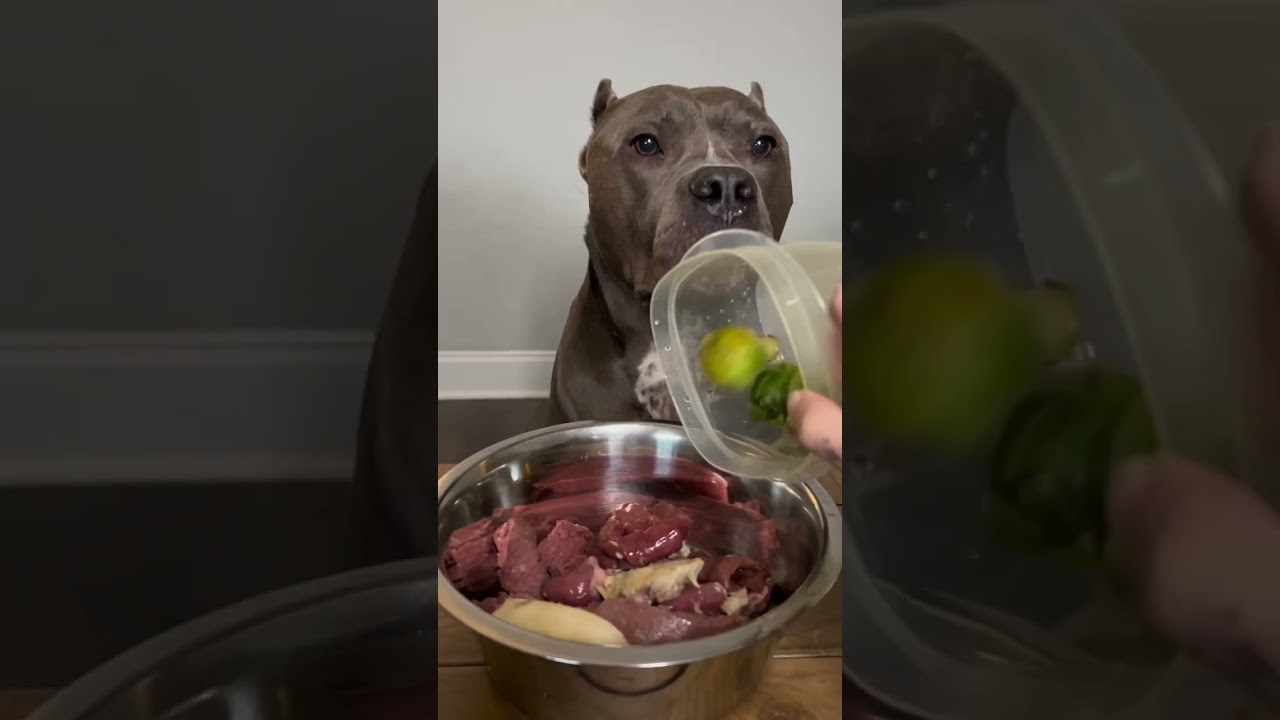 Cat eating wet cat food