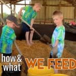 The Risks of Feeding Palm Kernel to Dairy Cows Cattle eating feed in a farm lot