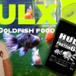 How Many Pellets to Feed Small Goldfish Goldfish swimming in water