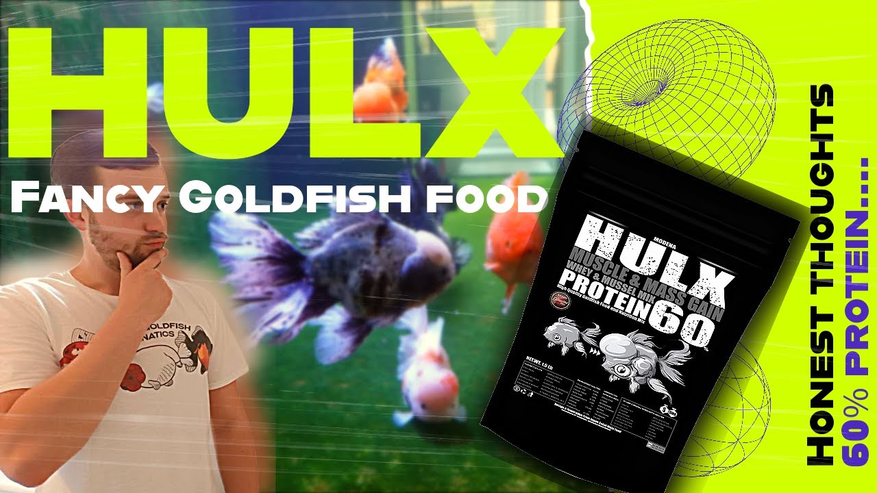 Goldfish swimming in water