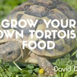 Tortoise Food Plants