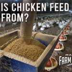 Naturewise Chicken Feed Chickens eating feed from the ground