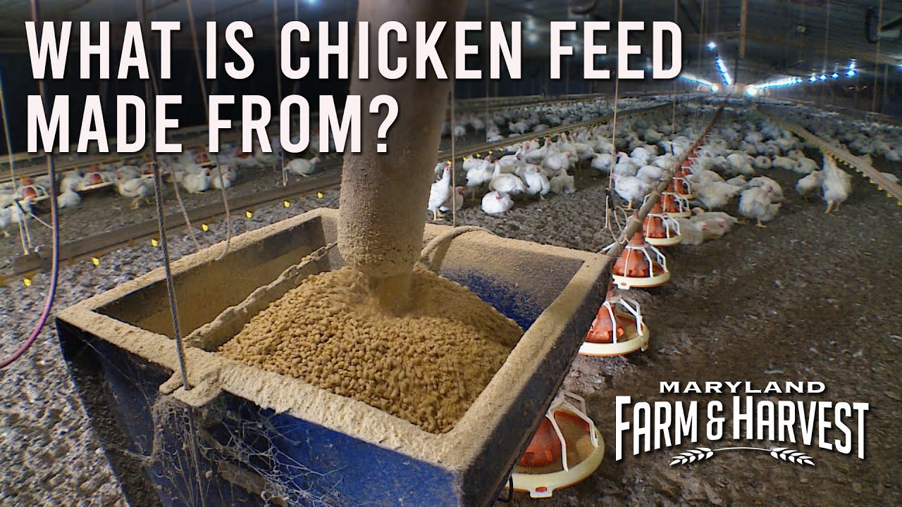Chickens eating feed from the ground