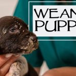Young puppy being fed