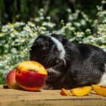 Guinea pig eating a piece of fruit