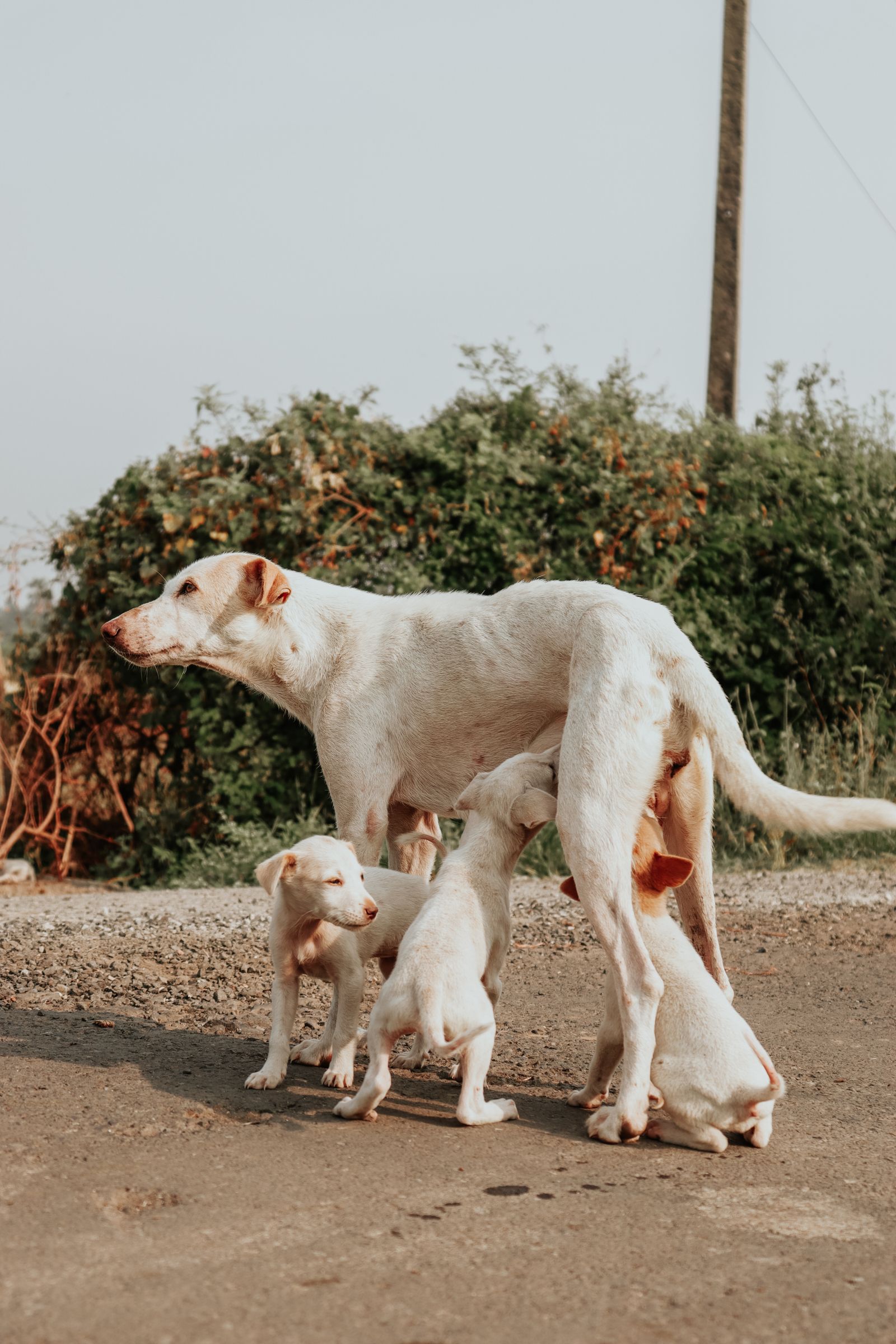 Mother dog with her puppies