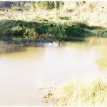 Duck Food - Smartweed, Devil's Beggarticks, Jap Millet, and Curly Dock White ducks swimming on a pond