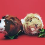 Can Guinea Pigs Eat Rabbit Pellets? What Vets Recommend Two brown and beige guinea pigs up close