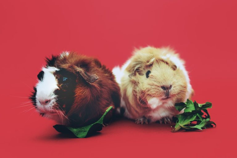 Two brown and beige guinea pigs up close