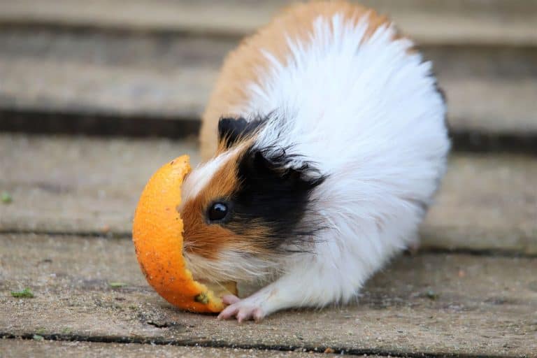White and brown guinea pig eating
