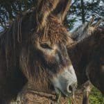 Donkey eating grass outdoors