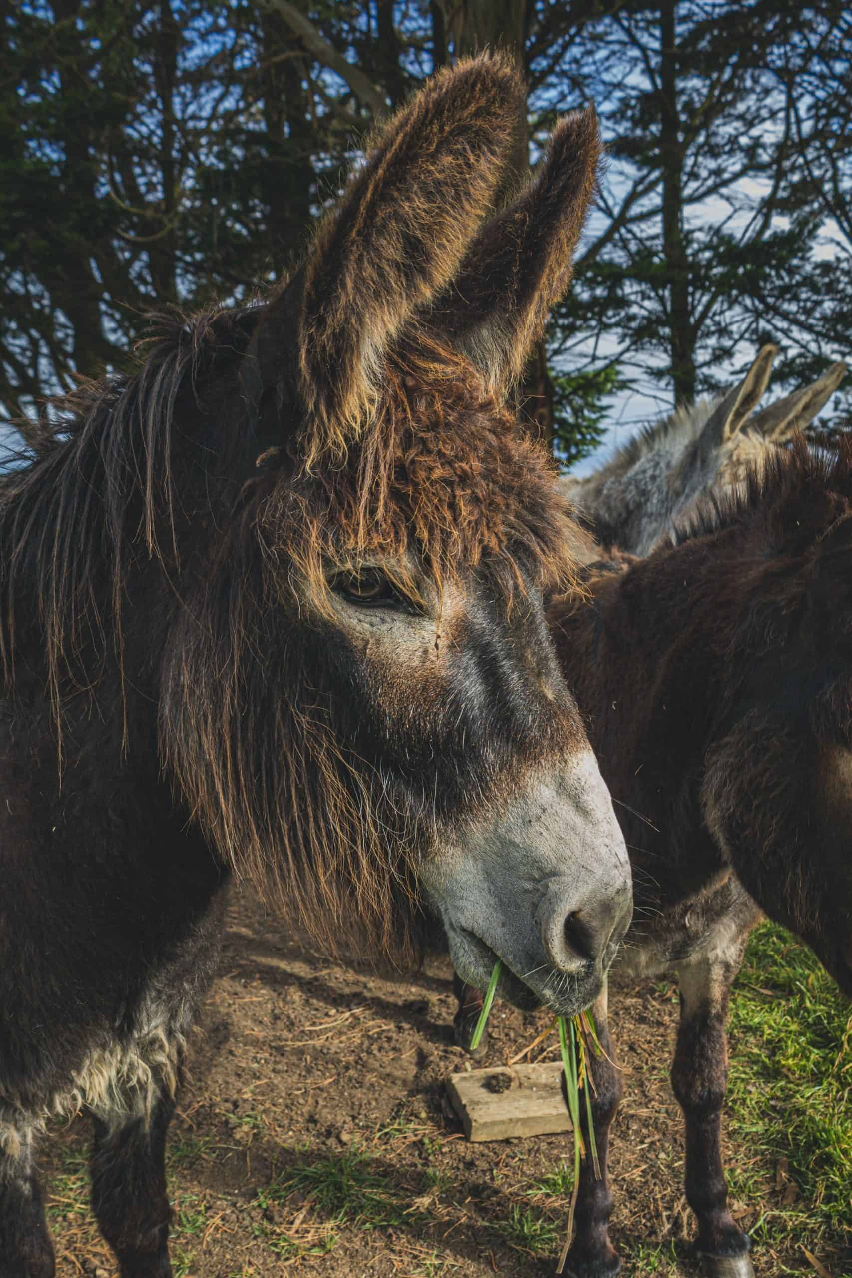 Donkey eating grass outdoors