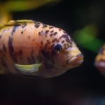 Red Devil Cichlid Food: What to Feed and How Often Colorful cichlid swimming in a home aquarium