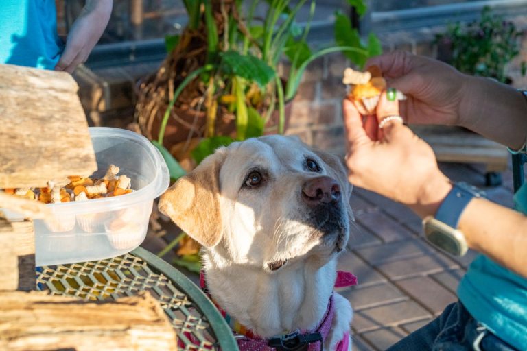 Person giving a treat to a dog