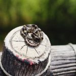 Small snake coiled on a weathered wooden post