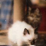 Kittens sniffing food bowls indoors