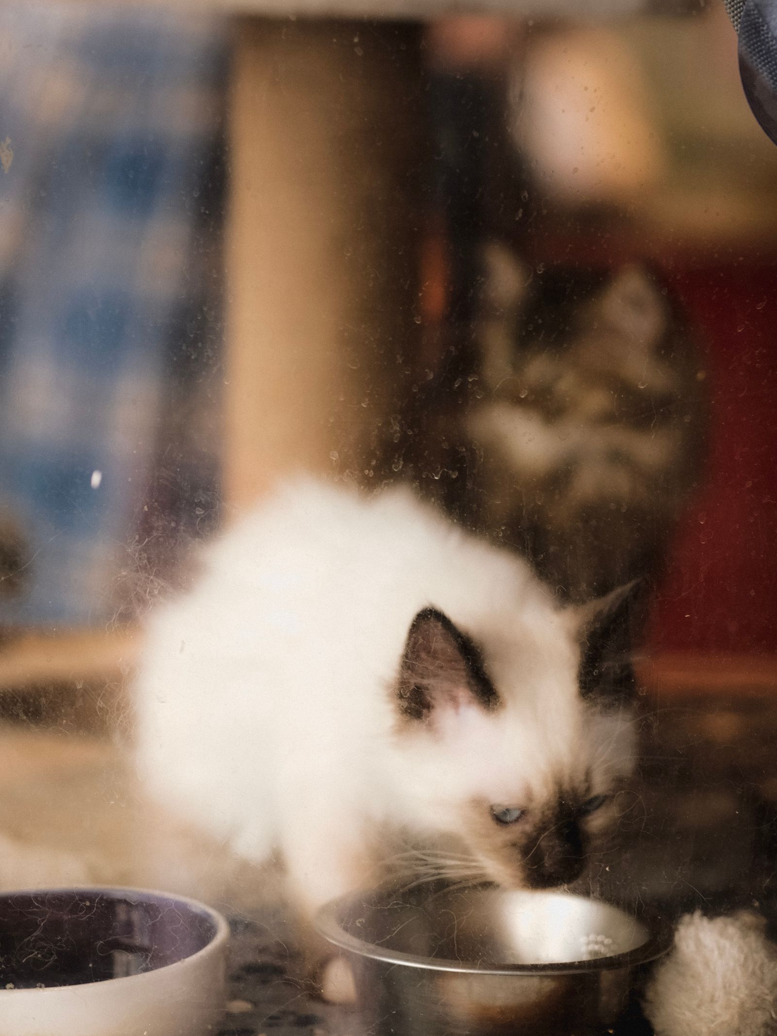 Kittens sniffing food bowls indoors