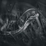 What Do Rat Snakes Eat? A snake resting in grass