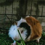 Guinea pig eating grass outdoors