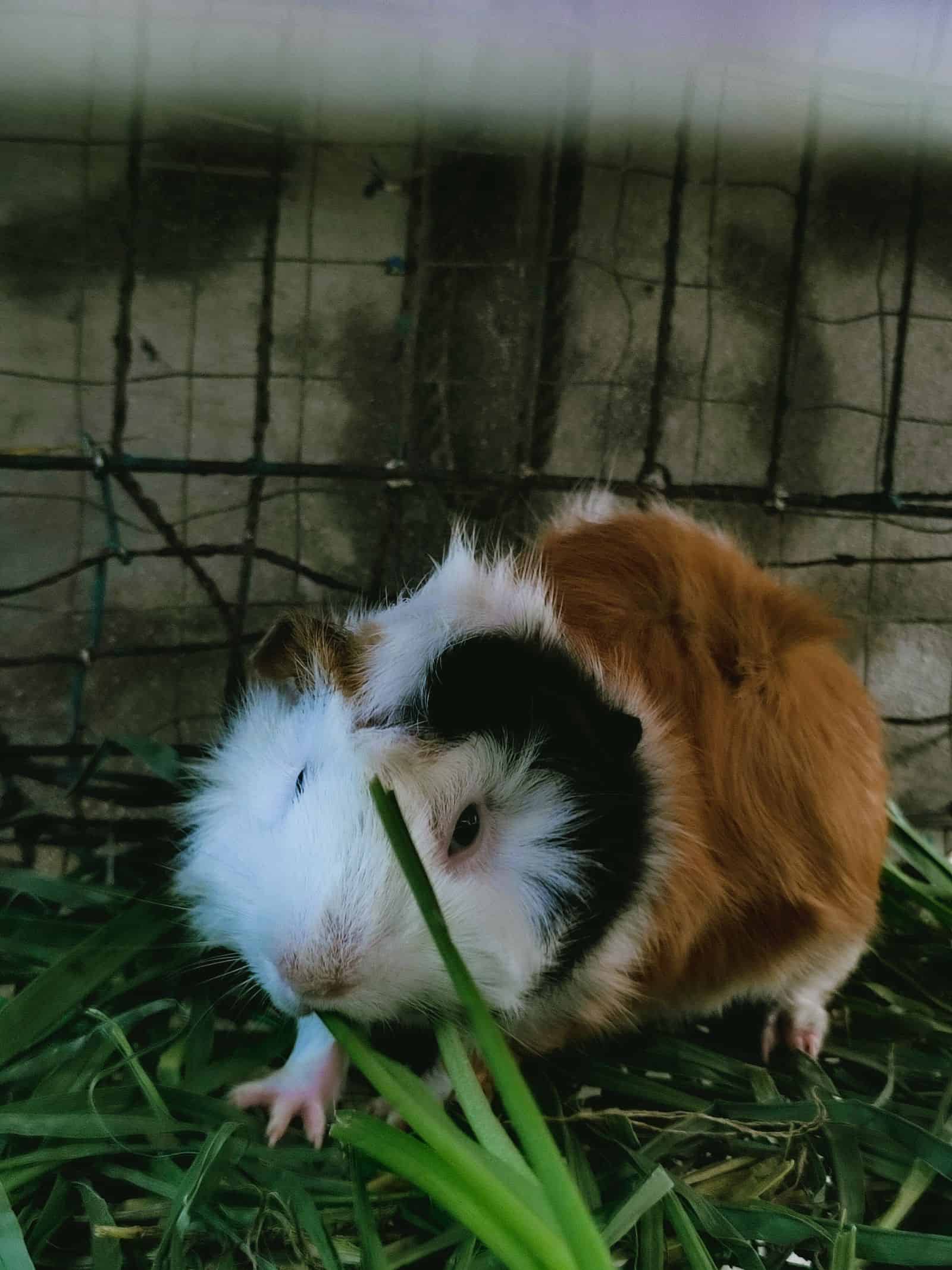 Guinea pig eating safe plants and hay