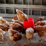 Hens gathered around a red feeder in a chicken coop