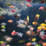 Algae Wafers and Your Bottom-Feeding Fish Colorful freshwater fish in a community aquarium