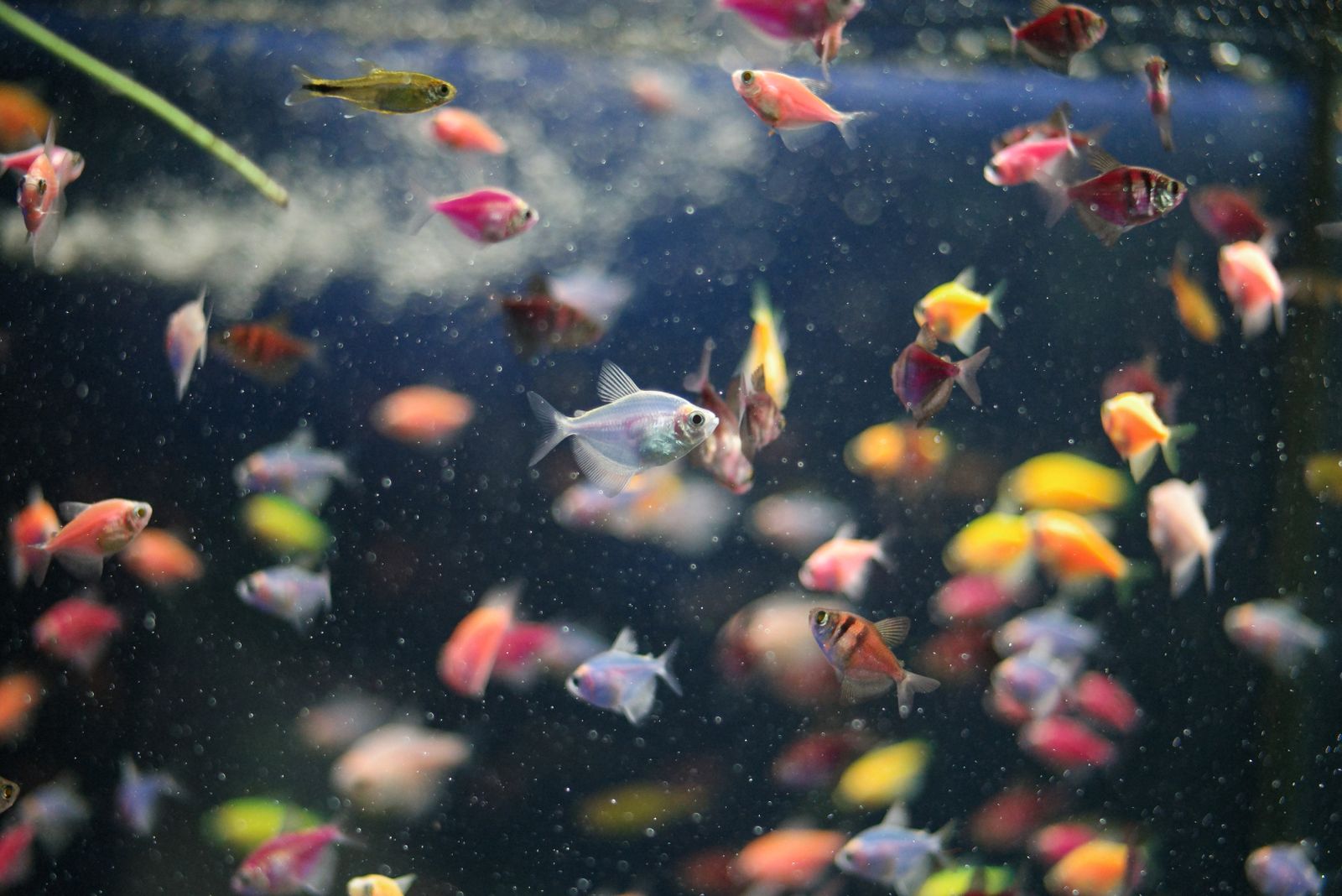 Colorful freshwater fish in a community aquarium