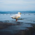 What Do Pekin Ducks Eat? White duck with a yellow beak and legs