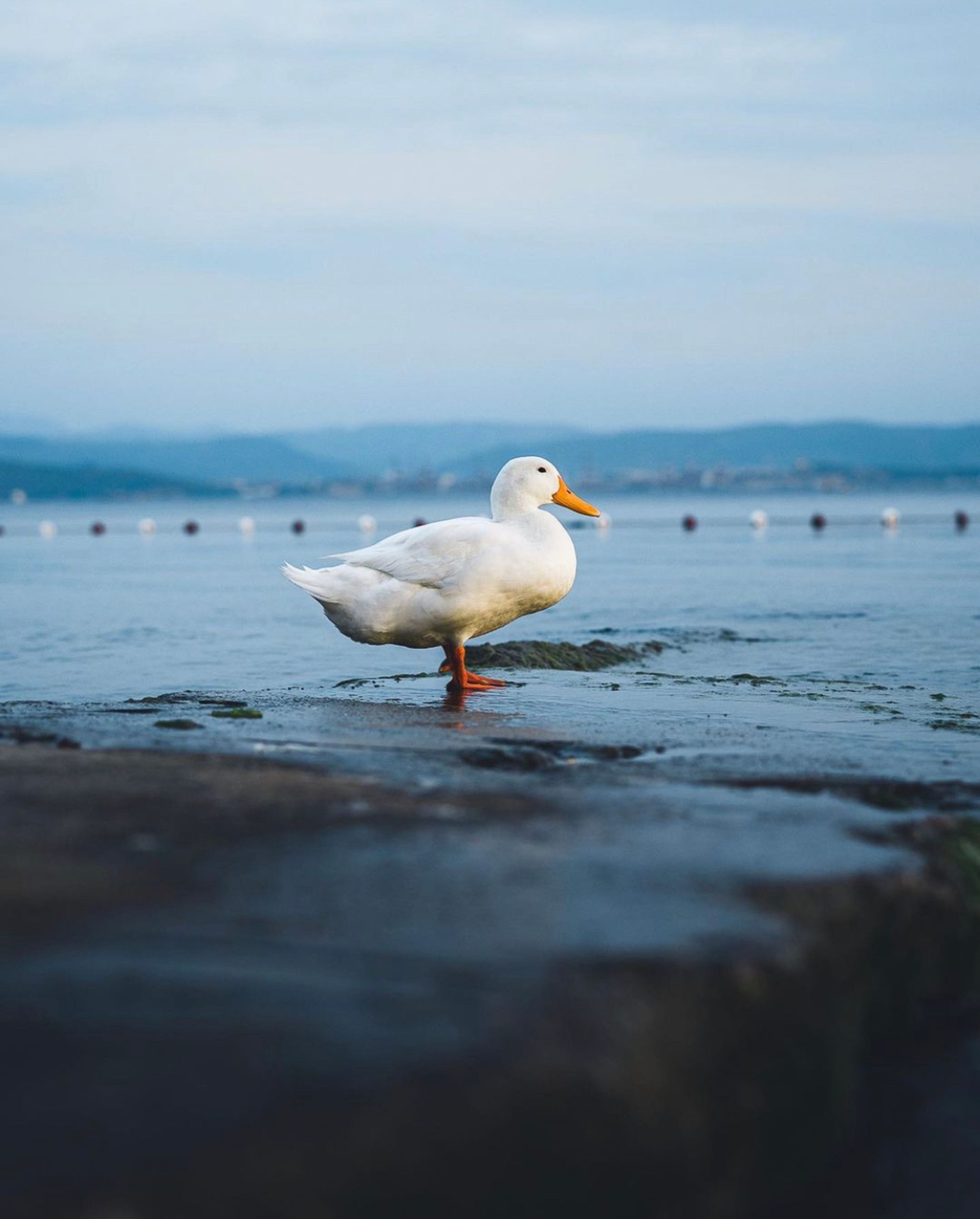 White duck with a yellow beak and legs