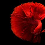 Homemade Food For Betta Fry Red Siamese fighting fish (betta) close-up