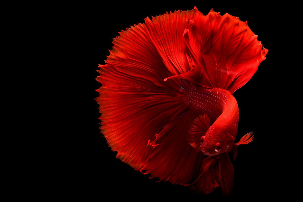 Red Siamese fighting fish (betta) close-up