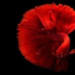 How Many Dried Bloodworms to Feed Betta Red betta fish close-up