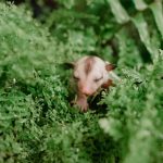 Baby sugar gliders peeking from behind leaves